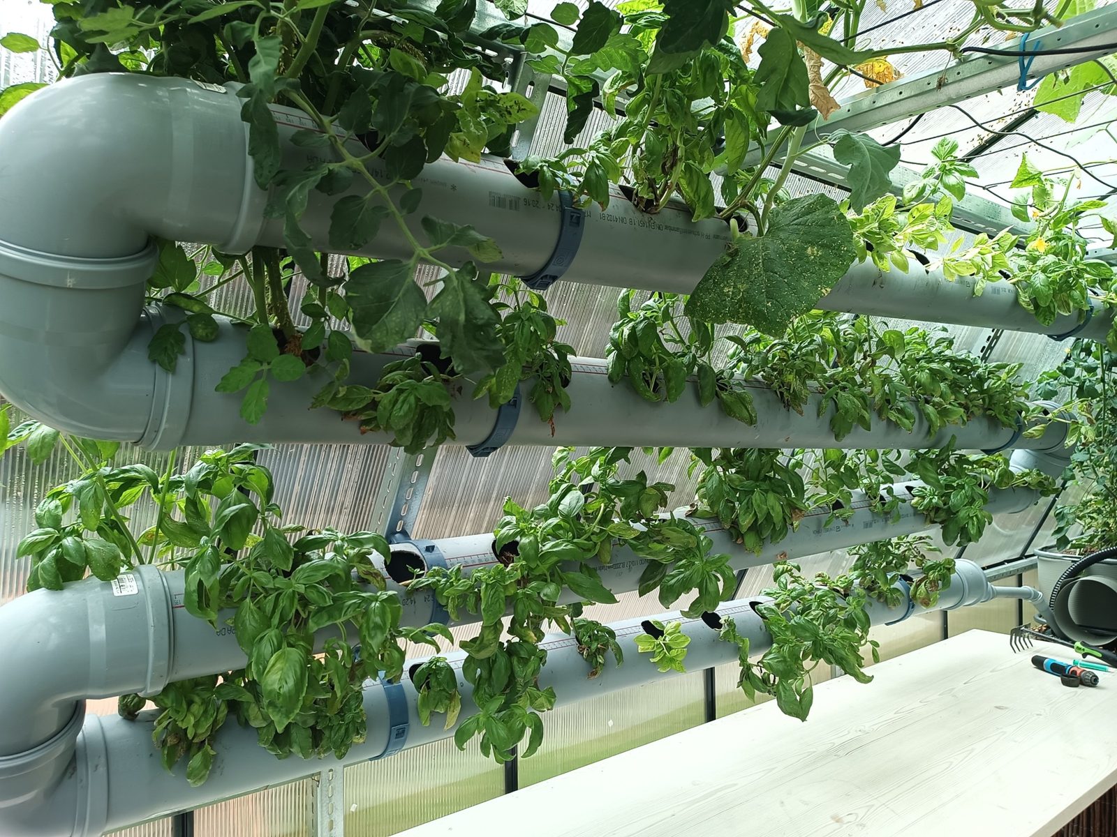 Basil growing in the pipe towers