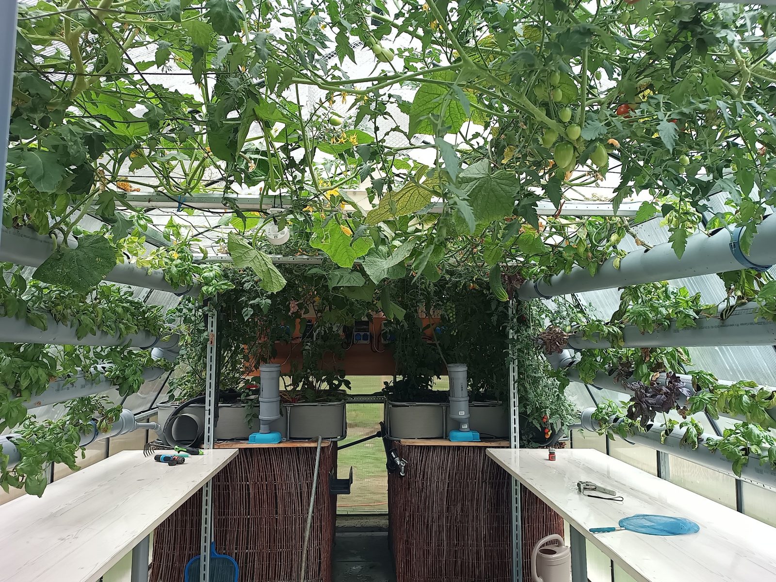 The greenhouse in summer